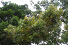 Acacia auriculiformis